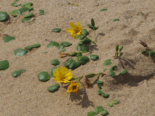 Image of Creeping Beach Ixeris (Ixeris repens) by no rights reserved