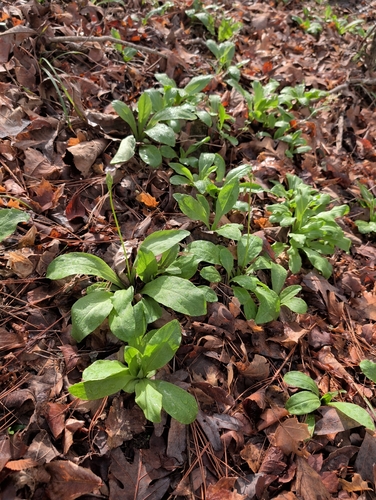 Dodecatheon meadia