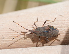 Gelonus tasmanicus