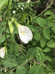 Clitoria ternatea albiflora