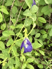 Clitoria ternatea albiflora
