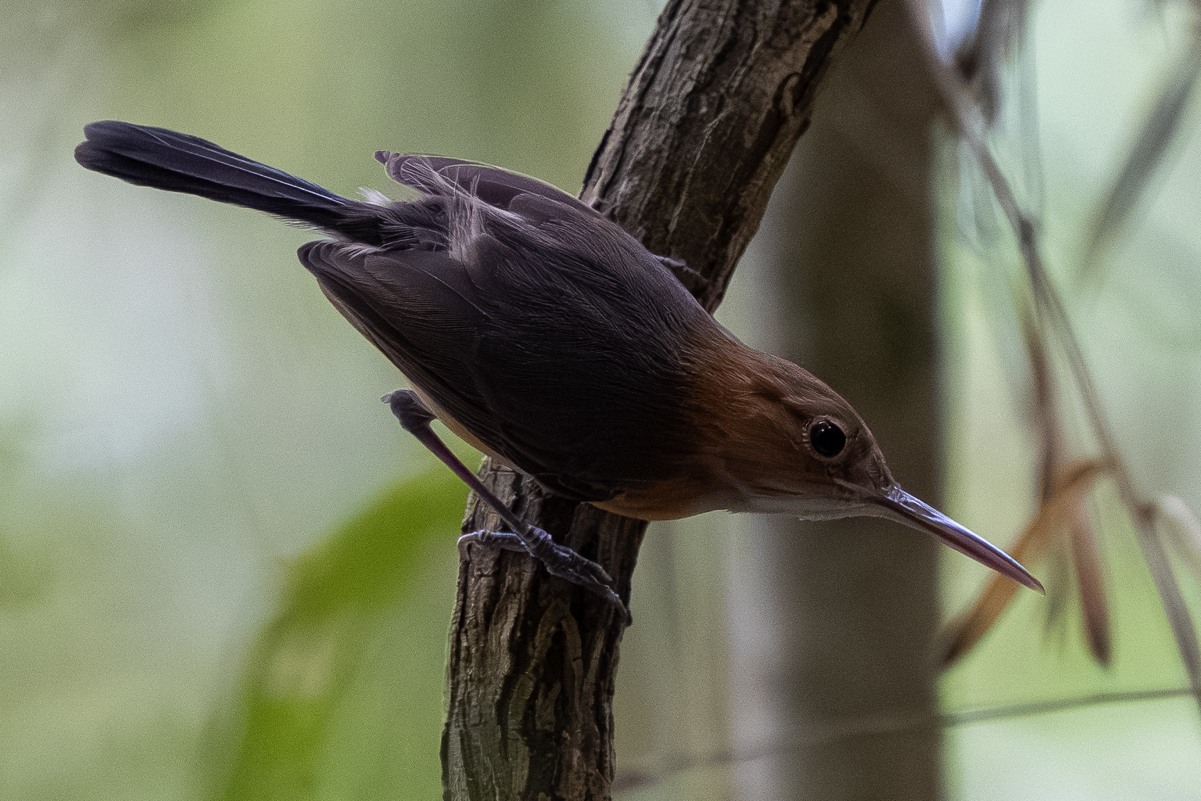 Trilling Gnatwren (Ramphocaenus melanurus), photo 8