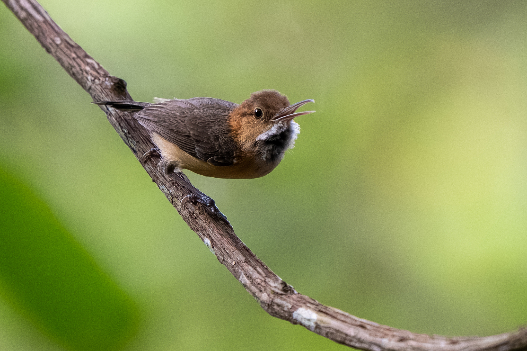 Trilling Gnatwren (Ramphocaenus melanurus), photo 7