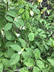 Clitoria ternatea albiflora
