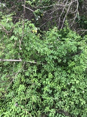 Clitoria ternatea albiflora