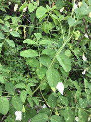 Clitoria ternatea albiflora