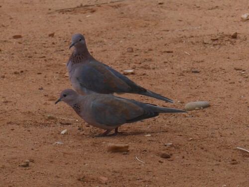Laughing Dove