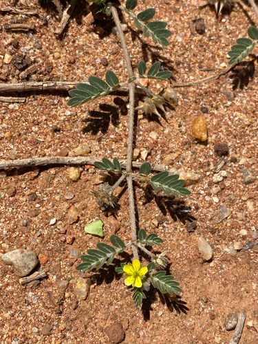 puncture vine