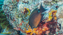 Ctenochaetus binotatus