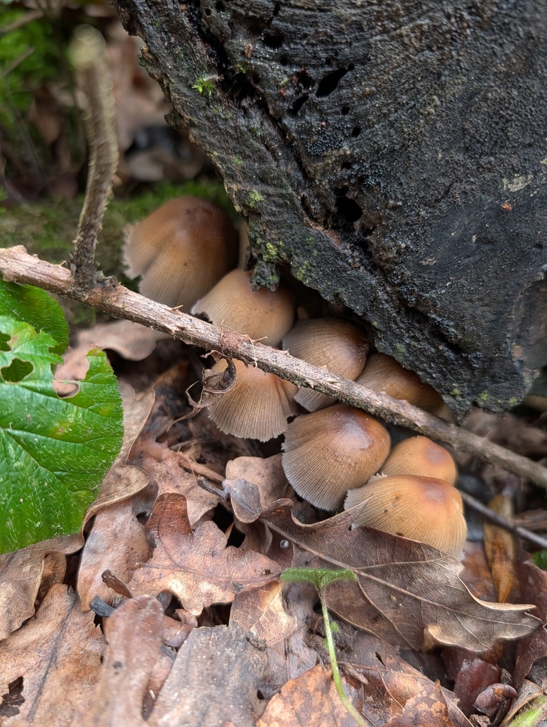 Micacei · March 2026 · photo: © heather-hyfae (iNaturalist, cc-by)