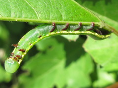 Shaka atrovittatus