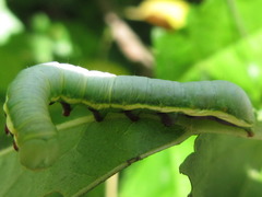 Shaka atrovittatus