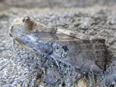 Tethea ocularis