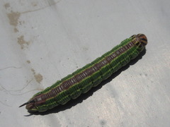 Sphinx morio arestus