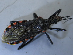 Rhynocoris leucospilus sibiricus
