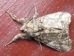 Calliteara conjuncta