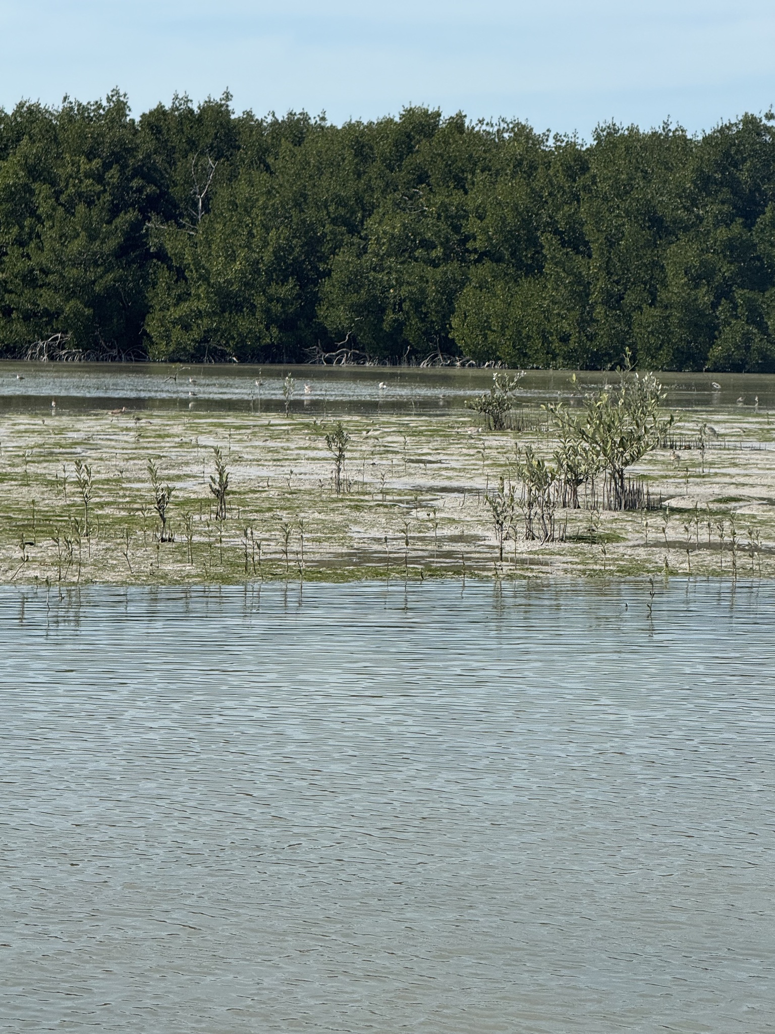Black Mangrove (Avicennia germinans)