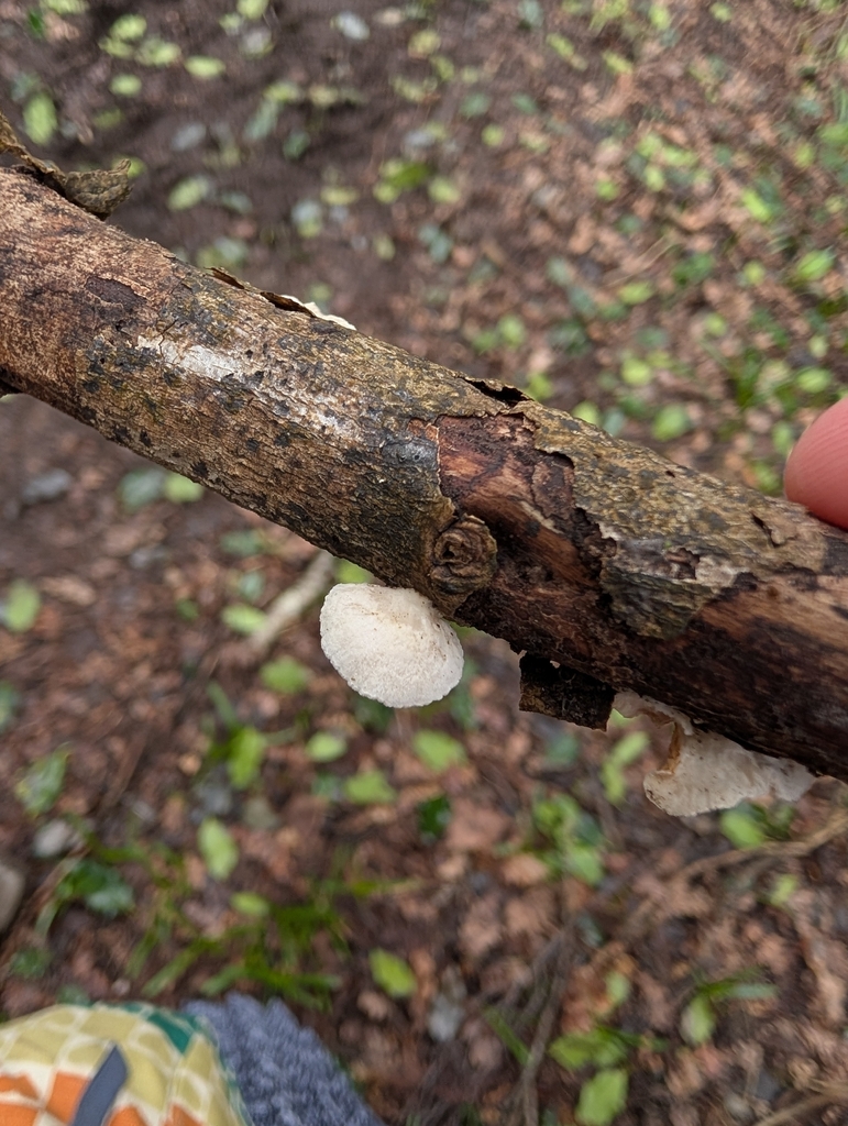 Crepidotus · March 2026 · photo: © heather-hyfae (iNaturalist, cc-by)