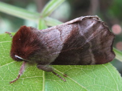 Gonoclostera timoniorum