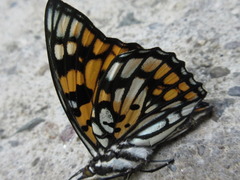 Sephisa princeps