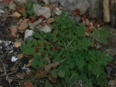 Chelidonium majus