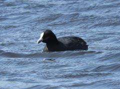 Fulica atra