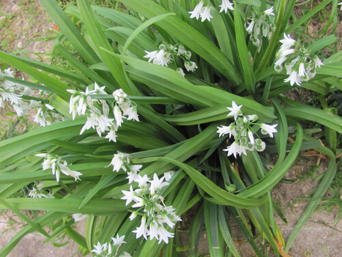 Allium triquetrum