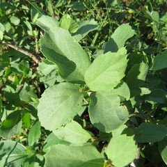 Cordia monoica