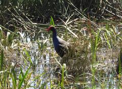 Porphyrio melanotus melanotus