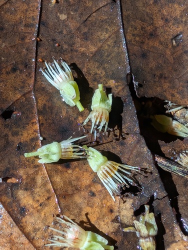 Piparea multiflora observed 2026-01-04