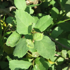 Cordia monoica