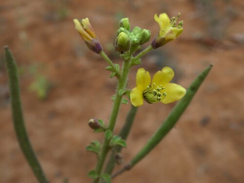 Asian Spiderflower