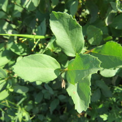 Cordia monoica
