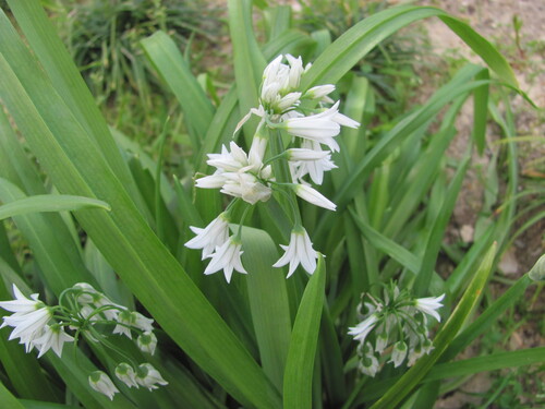 Allium triquetrum