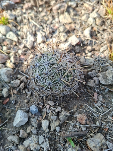 Coryphantha echinoidea