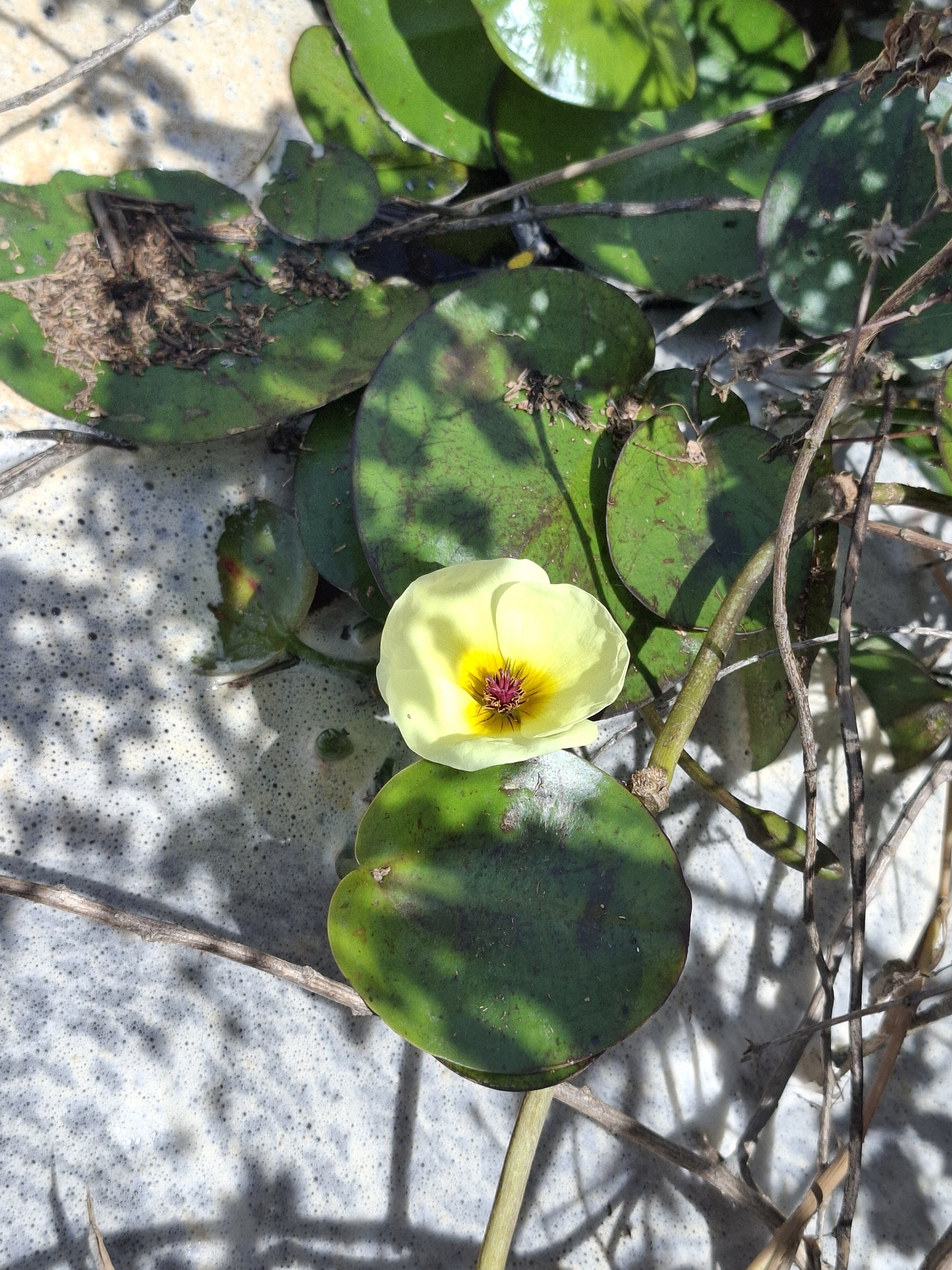 Water Poppy (Hydrocleys nymphoides)