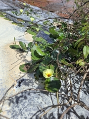 Hydrocleys nymphoides, photograph (c) Fabricio Carvalho da Silva, some rights reserved (CC BY)
