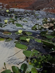 Hydrocleys nymphoides, photograph (c) Fabricio Carvalho da Silva, some rights reserved (CC BY)