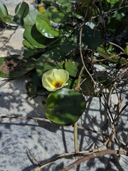 Hydrocleys nymphoides, photograph (c) Fabricio Carvalho da Silva, some rights reserved (CC BY)