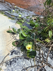 Hydrocleys nymphoides, photograph (c) Fabricio Carvalho da Silva, some rights reserved (CC BY)