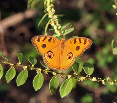 Junonia almana almana
