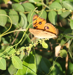 Junonia almana almana