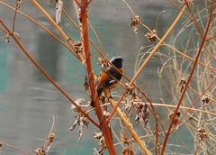 Phoenicurus auroreus