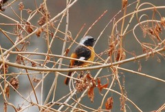 Phoenicurus auroreus