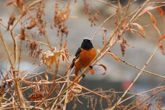 Phoenicurus auroreus
