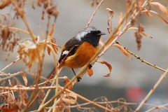 Phoenicurus auroreus