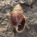 Pleuroloba costellaris - Photo (c) Saryu Mae, algunos derechos reservados (CC BY), subido por Saryu Mae