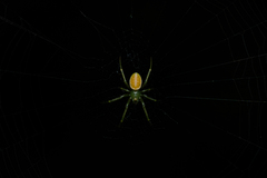 Araneus viridisomus