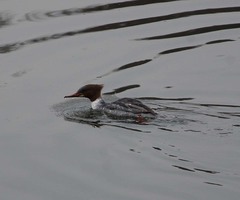 Mergus merganser