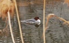 Mergus merganser